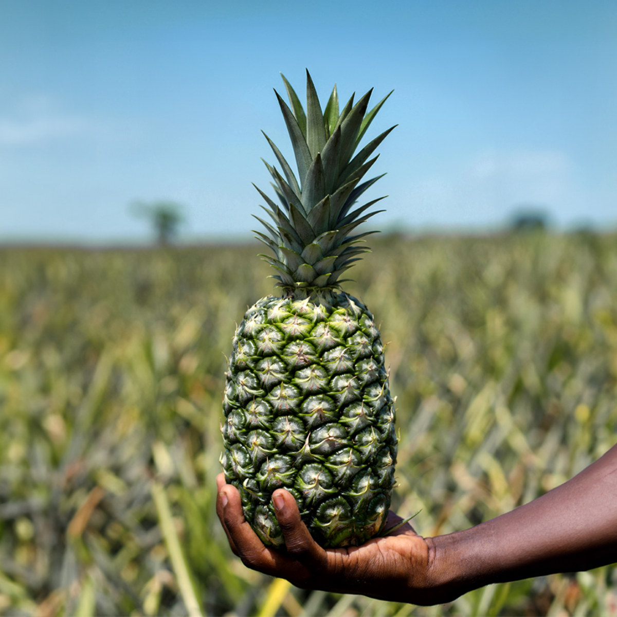 seeberger-ananas-sans-sucres-ajout-s-ghana image 5